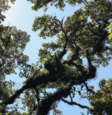Scene of a treescape in a jungle